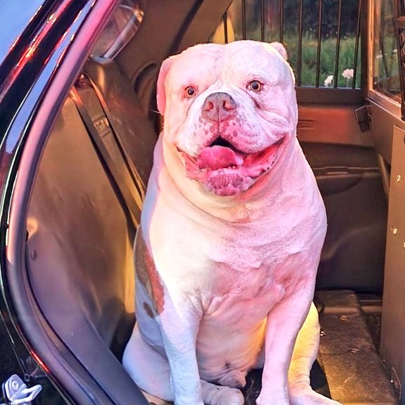 A Canine Hero's Bravery: How One Dog Saved His Family from a Fiery Fate