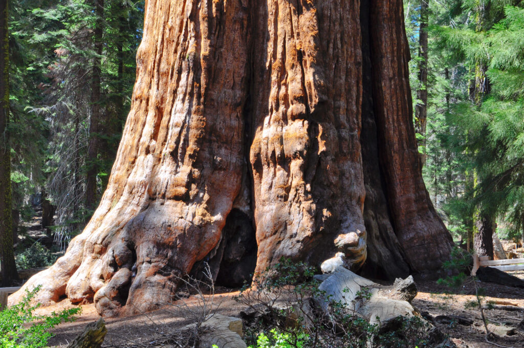 Reaching for the Clouds The Earth’s Tallest Trees-2
