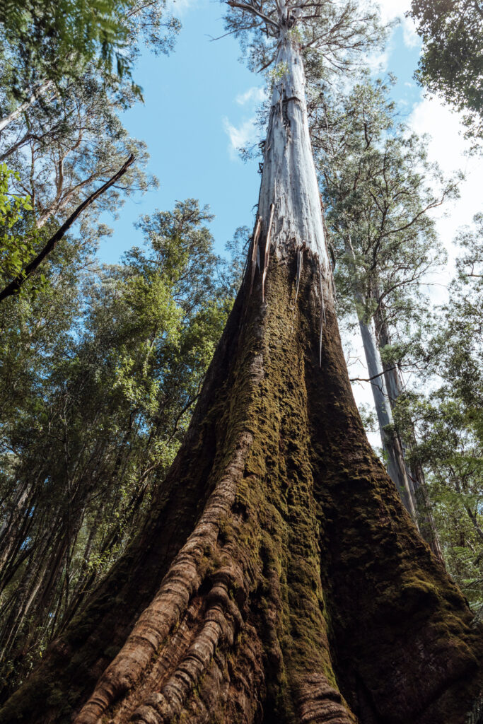 Reaching for the Clouds The Earth’s Tallest Trees-3