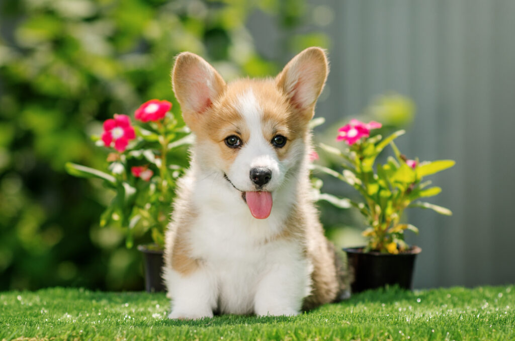Top 10 Cutest Puppies on the Internet-1