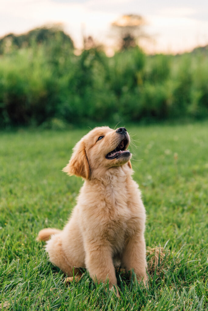 Top 10 Cutest Puppies on the Internet-10