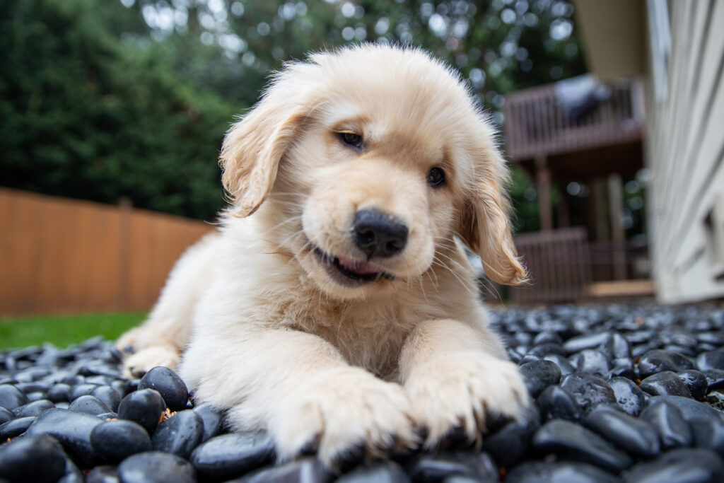 Top 10 Cutest Puppies on the Internet-8