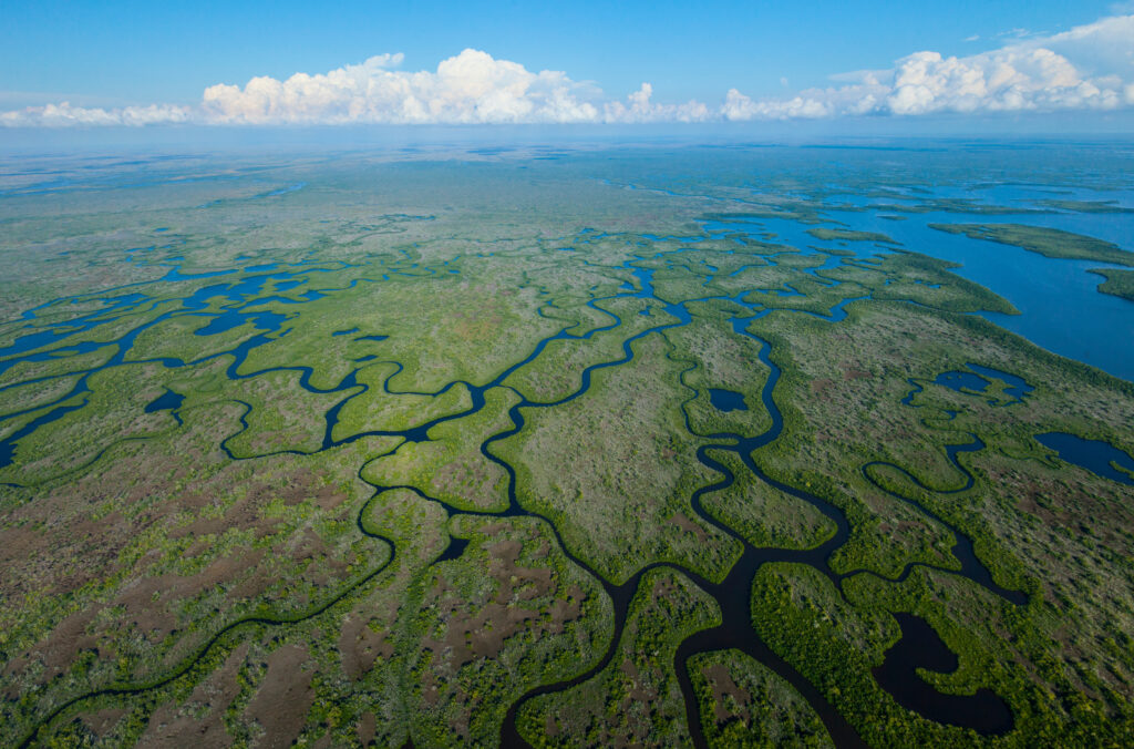 Can the Everglades Be Brought Back to Life?-1