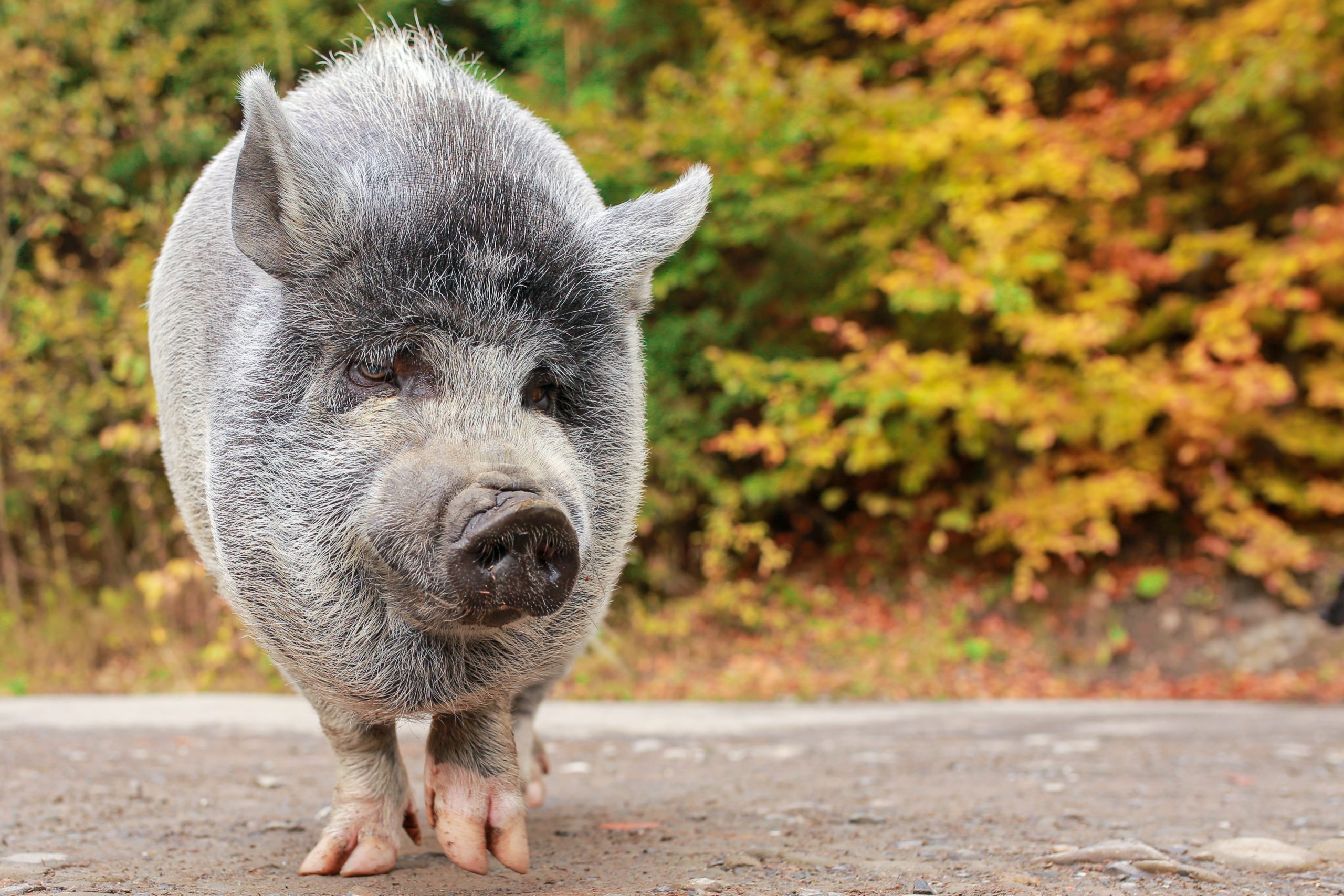 The Heartwarming Story of a Runaway Pig Named Kevin Bacon