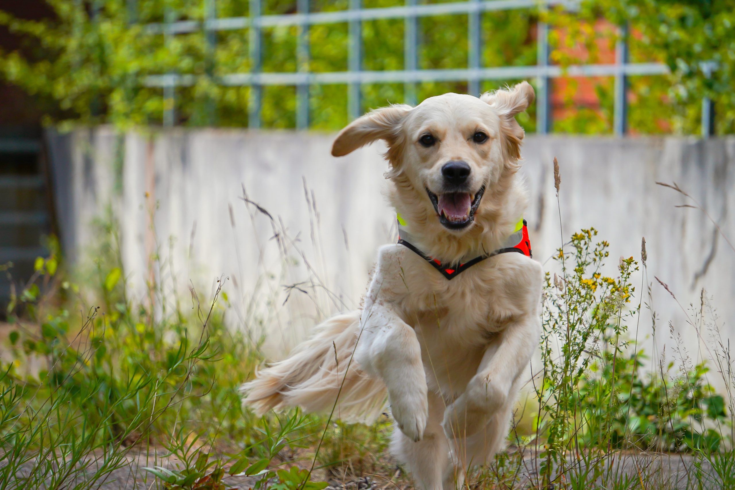 Flunked Police Dog Becomes Earthquake Hero