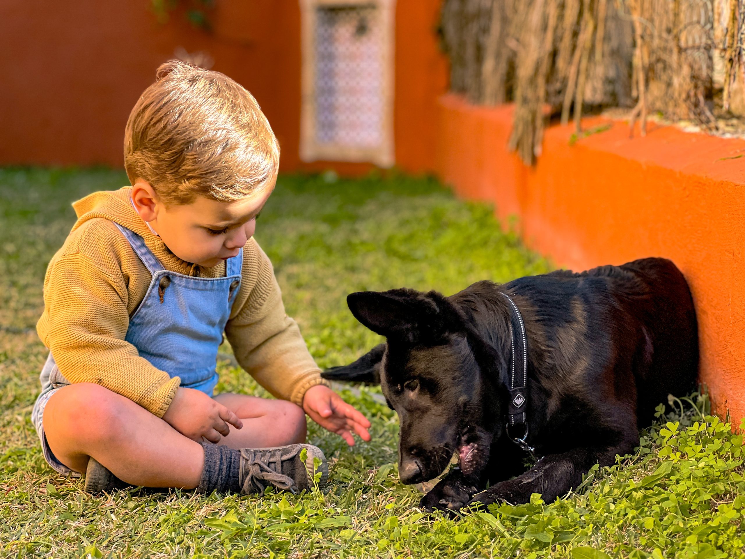 How One Toddler Joined a Puppy Pack