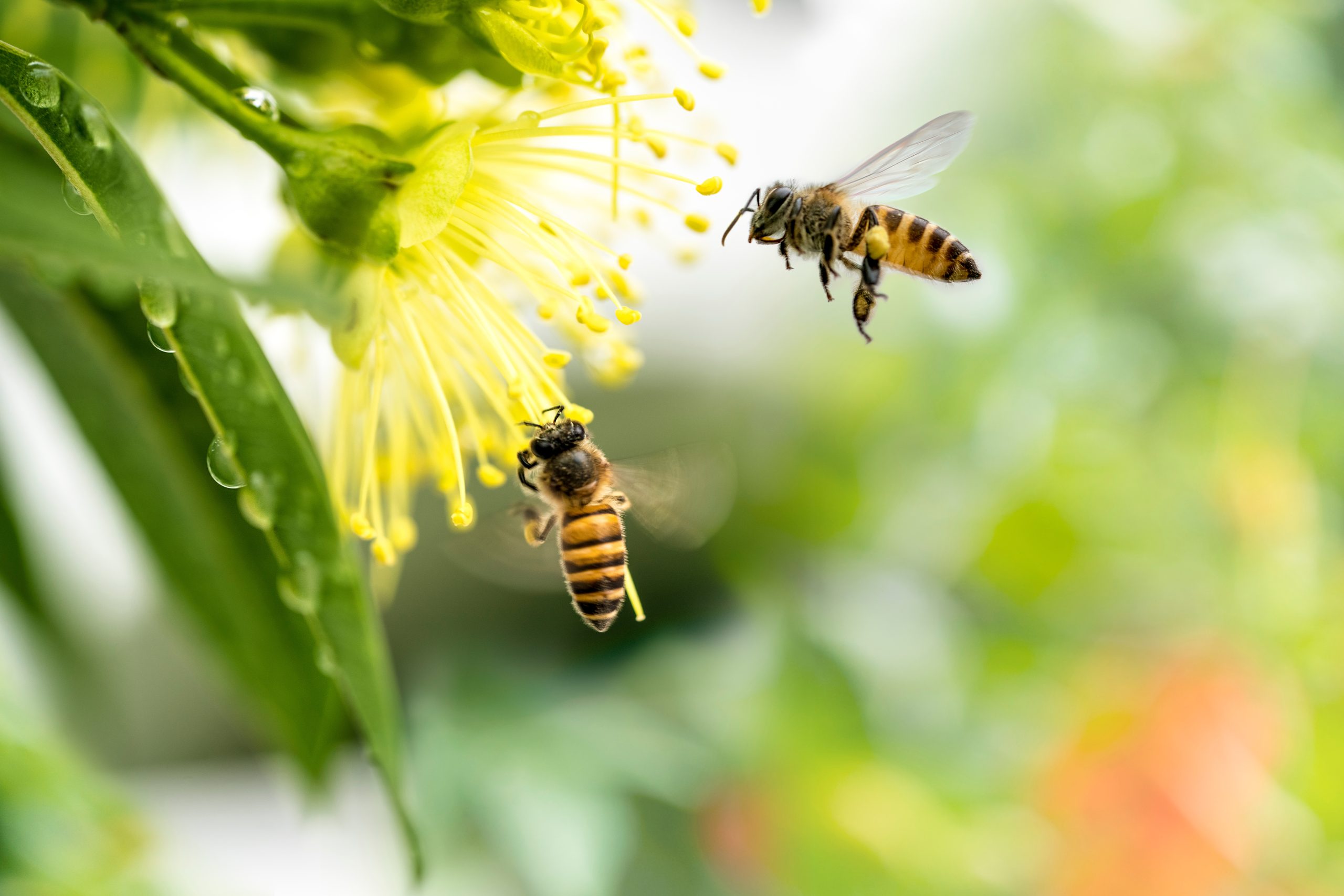 Why Bee Populations Are Creating a Lot of Buzz