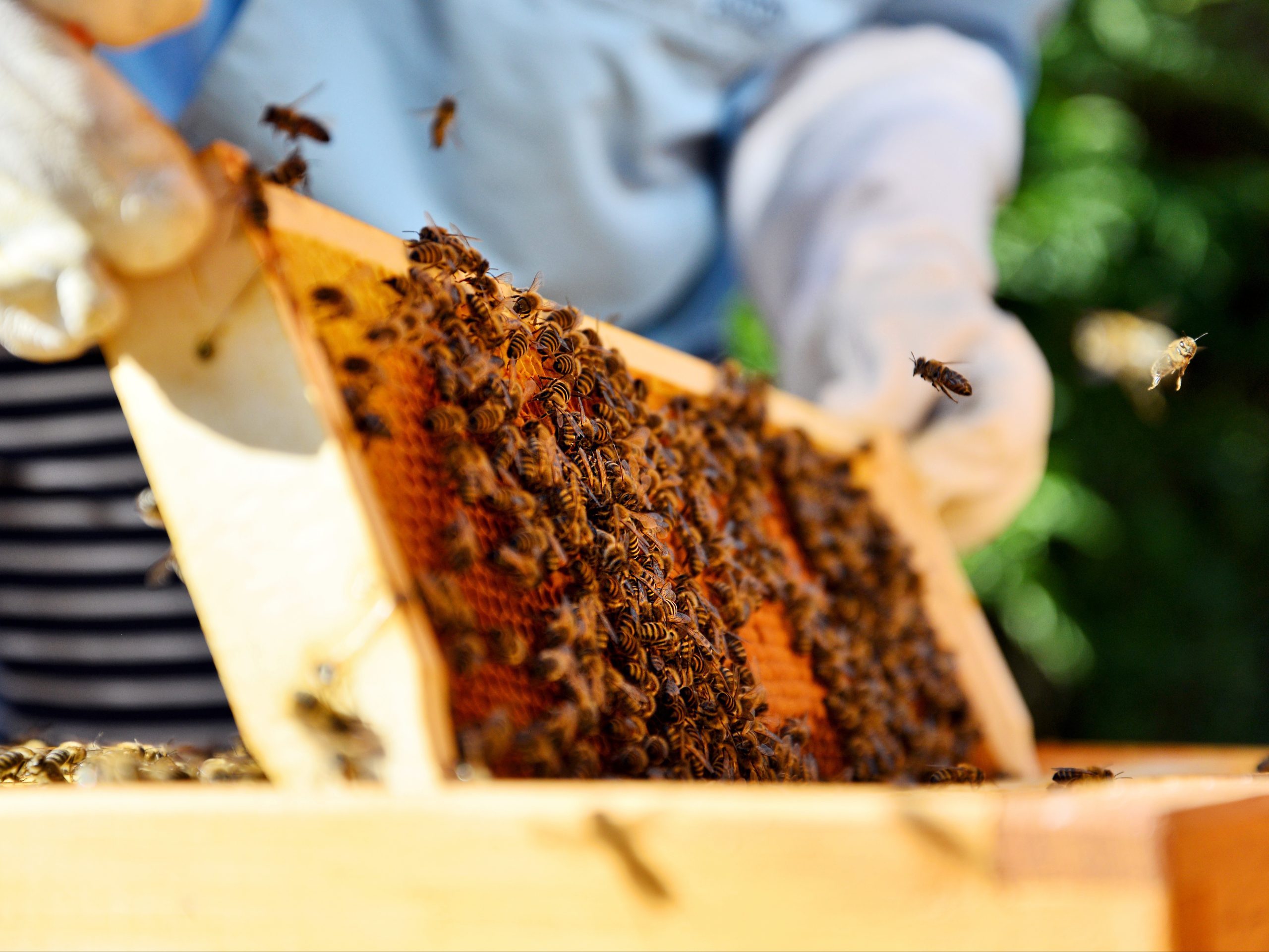 The Beekeeper Who Created a Lot of MLB® Buzz