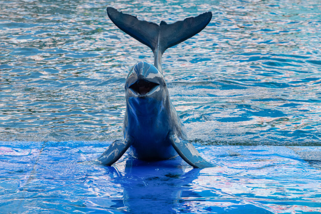 10 Unusual Animals You've Never Heard Of-5