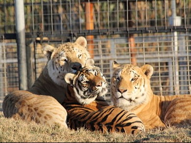 What Has Joe Exotic Been Up To Since Tiger King? -2