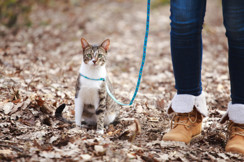 Should You Take Your Cat on Walks? Here's What Experts Say-2