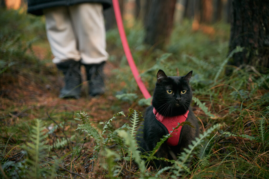 Should You Take Your Cat on Walks? Here's What Experts Say-3