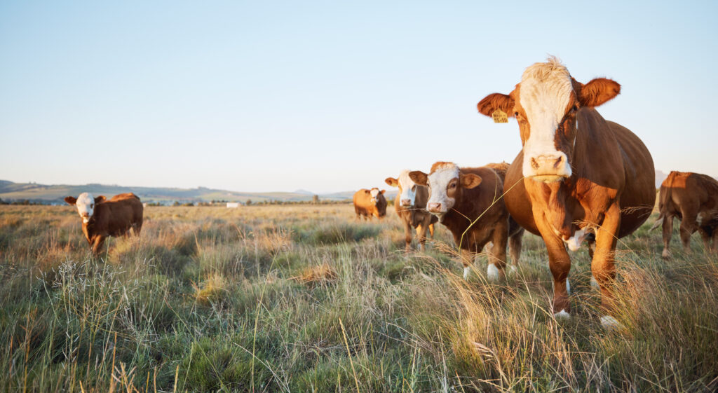 How 78,000 Ghost Cattle Duped Investors in a $100 Million Scandal-1