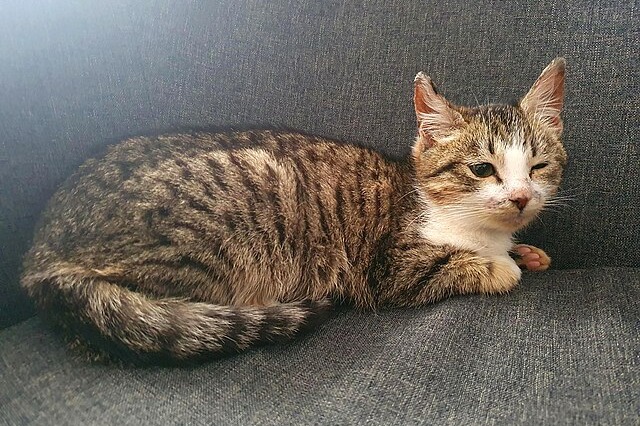 Ohio Woman Kills & Eats Cat -2