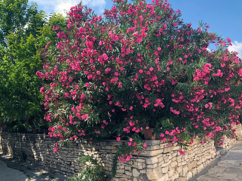 Did She Really Poison Her Husband?-2