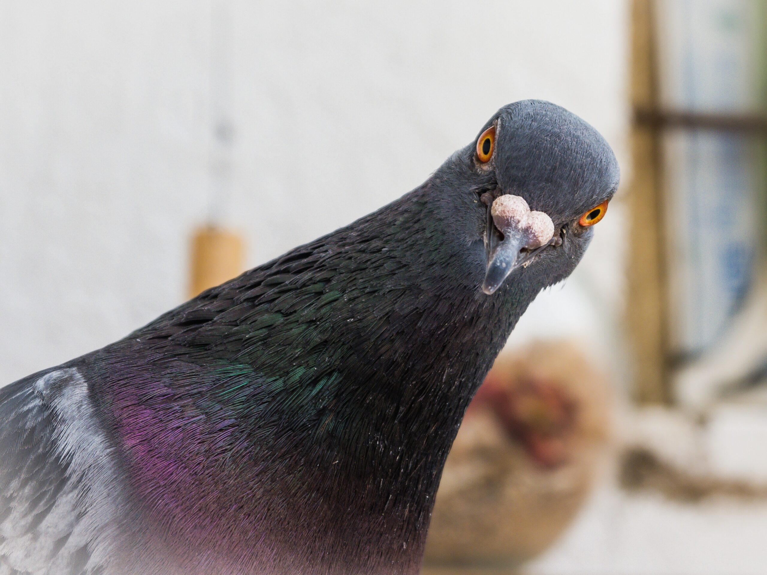 Pigeon Drop Scams: Don’t Get Caught in This Classic Con