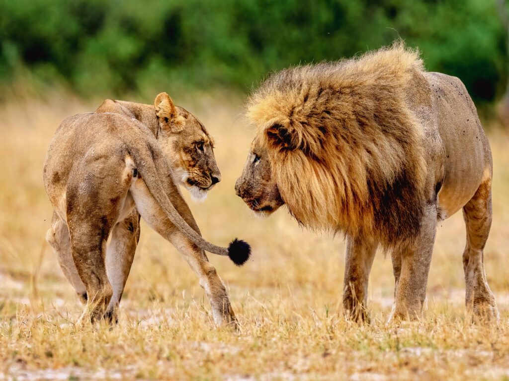 The Killing of Cecil the Lion-3