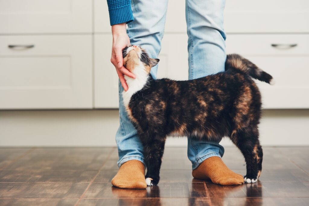 Is Your Cat Talking to You? Decode Your Pet's Body Language-2