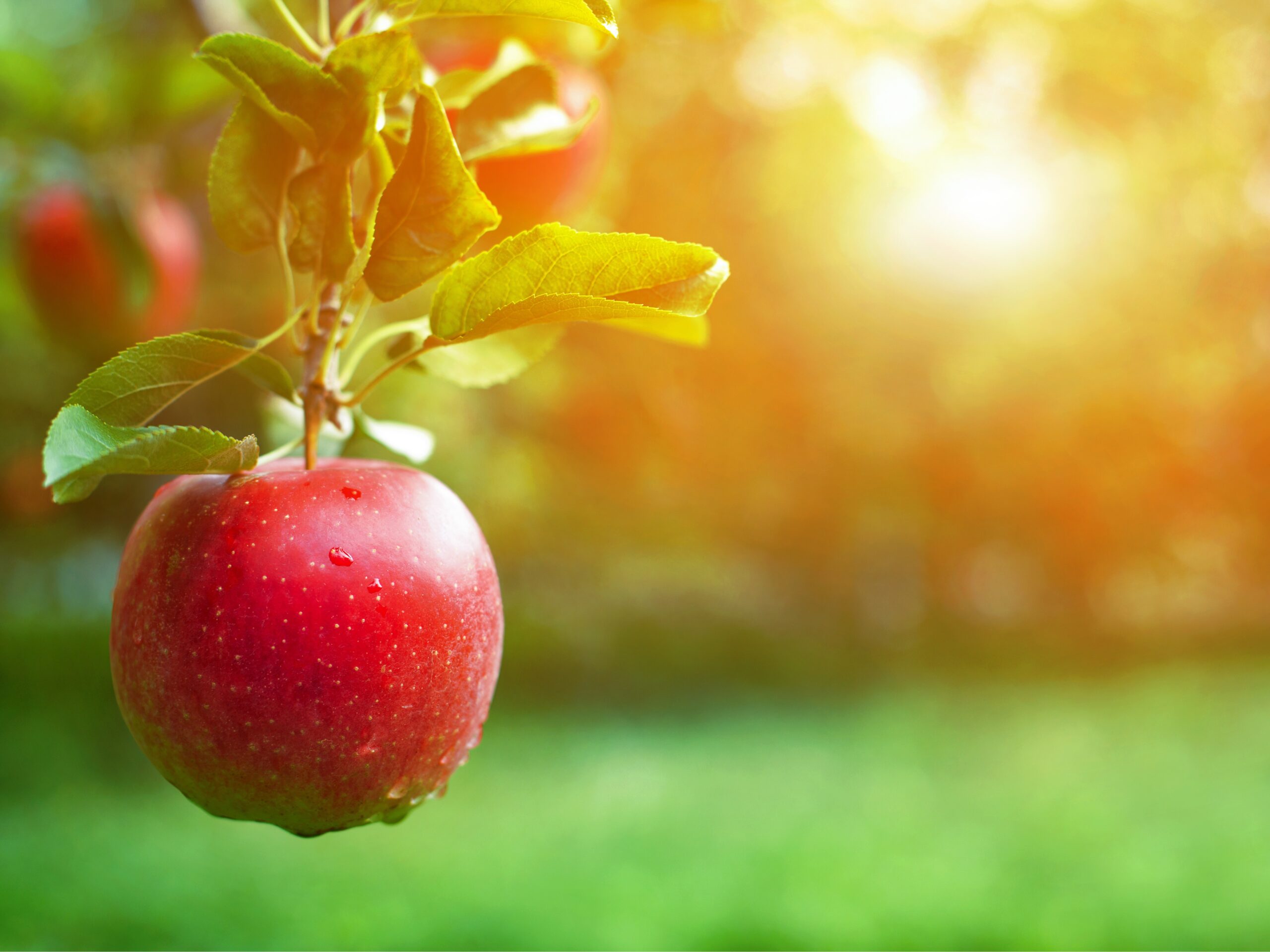The Genetic Mystery of Apple Seeds