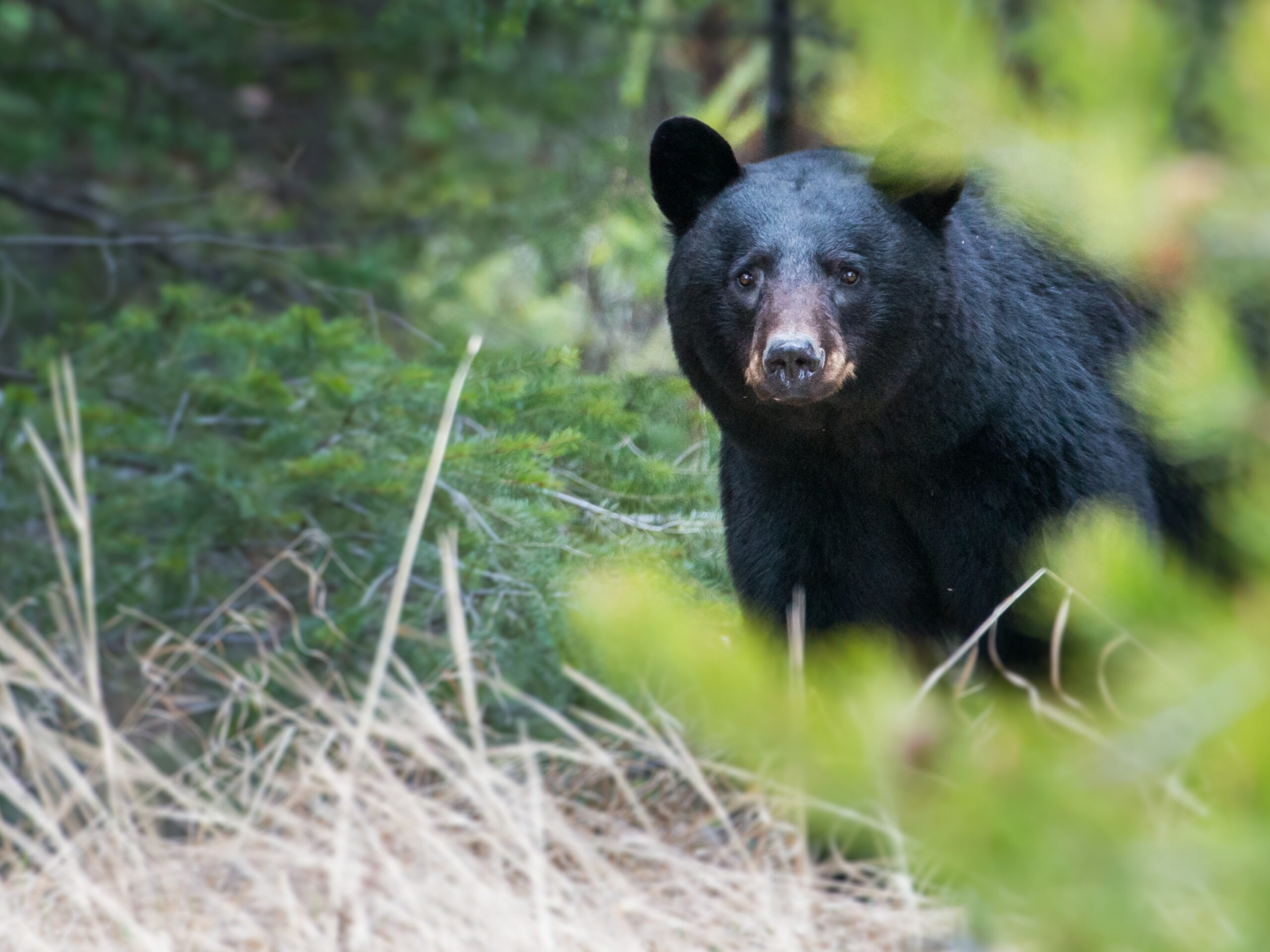 A Stolen ID, a Fake Bear Attack, and a Murder Fugitive’s Elaborate Hoax