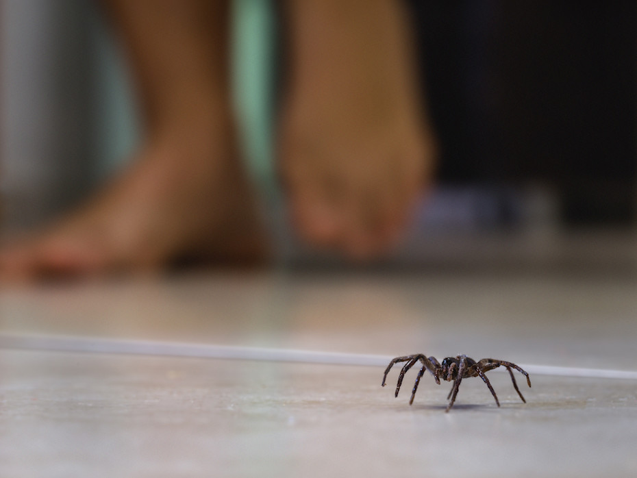 Why Are People So Afraid of Spiders?-2