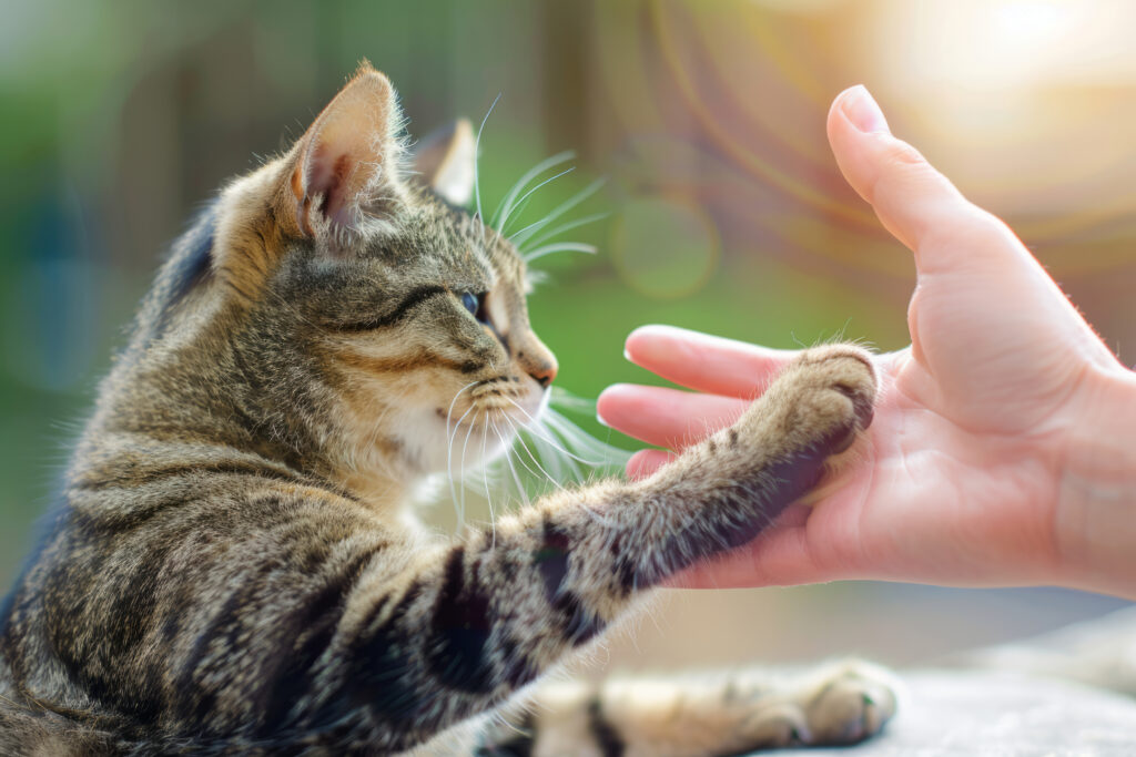 Is Your Cat Talking to You? Decode Your Pet's Body Language-3