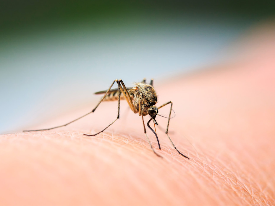 Mosquitoes Are Deadlier Than Sharks and Other Shocking Realities-3
