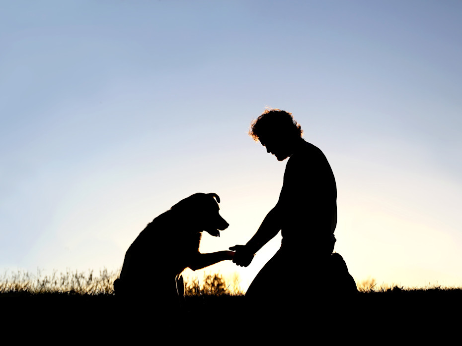 Animal Lover Fatally Beaten While Confronting Dog Abuser