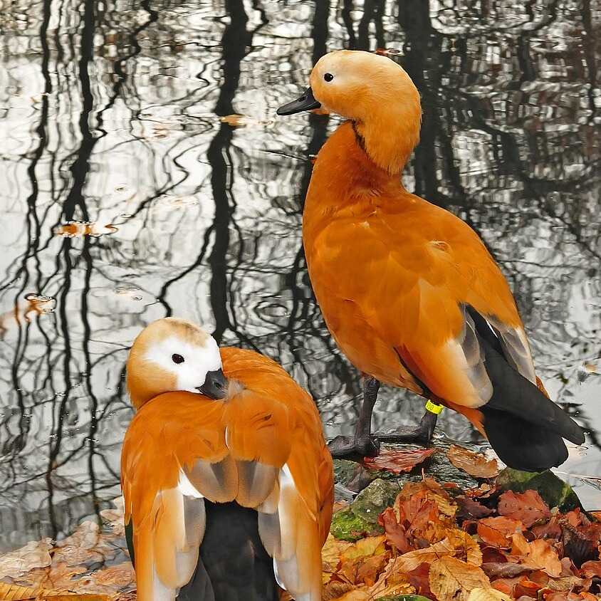 Donald Duck Crisis: Trump Jr.’s Hunting Trip Sparks International Outrage -1