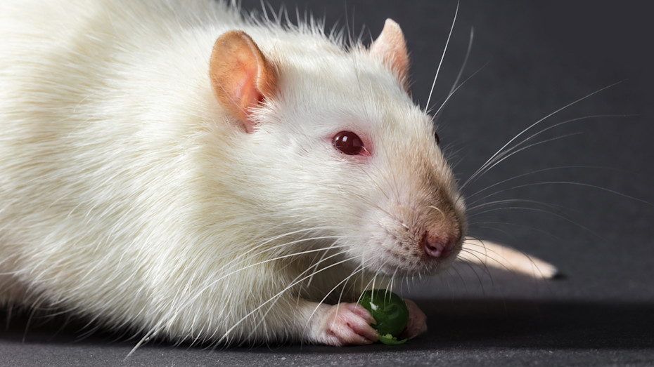 Rats Munch on 400,000 Pounds of Marijuana in Police Storage-3
