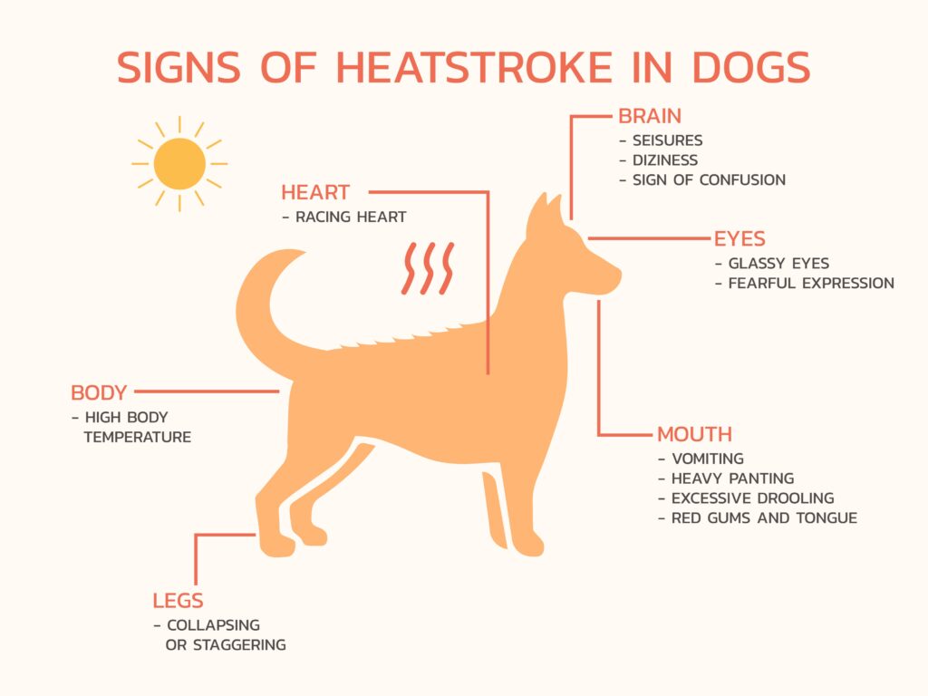 Dog Dies of Heat Exhaustion After Being Left Outside by Pet Resort Worker-2