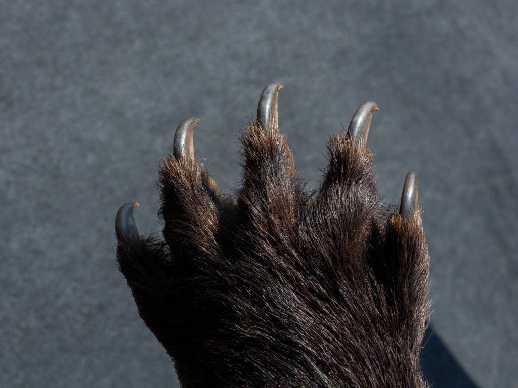 The Wildest Insurance Scam of the Year Just Got Busted-3