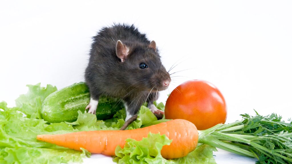 'Absolutely Revolting': Pregnant Diner Alleges Rat Found in Salad-1