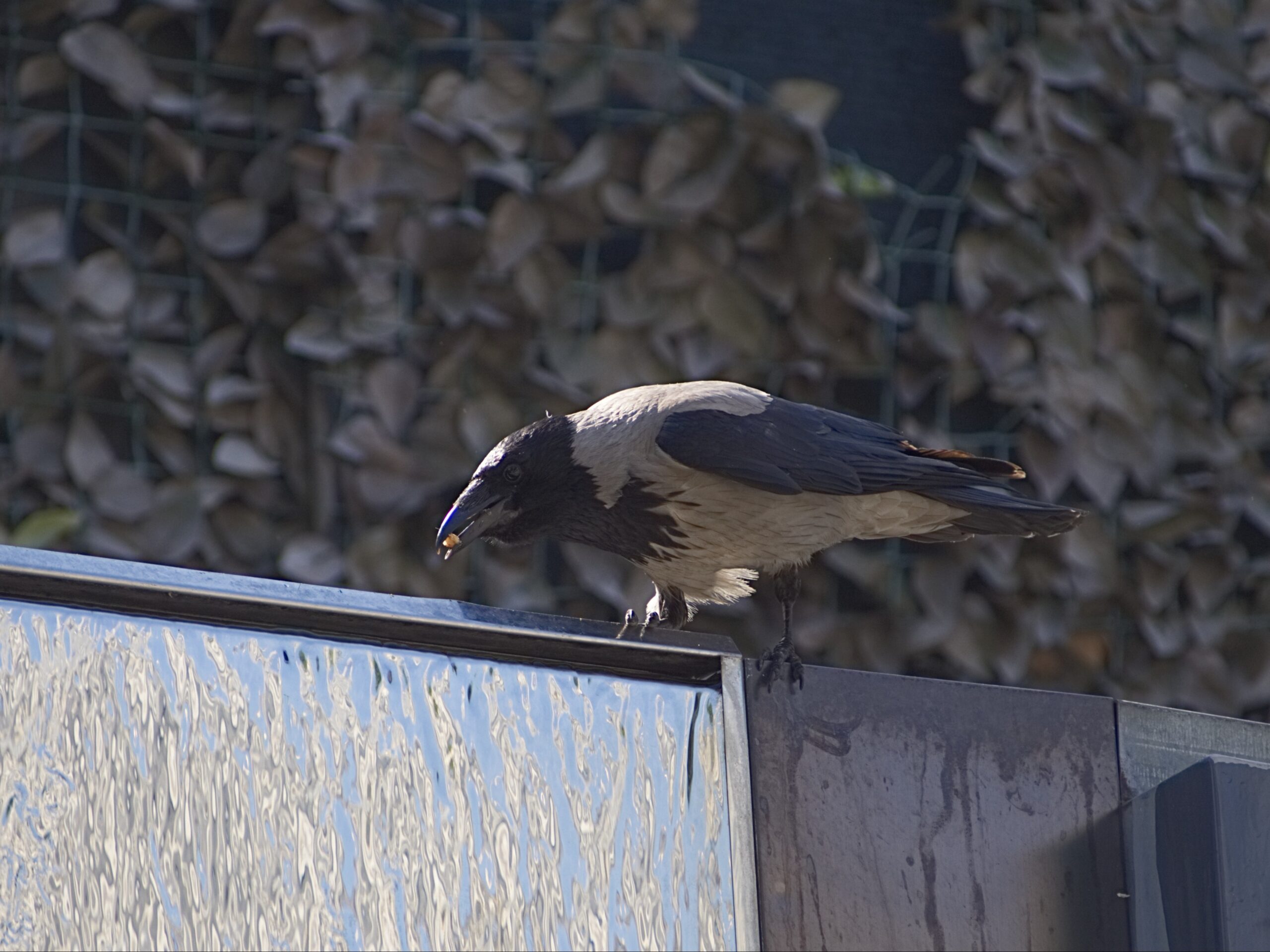 Woman’s Legs Found in Dumpster — Husband’s Shopping Spree Uncovered