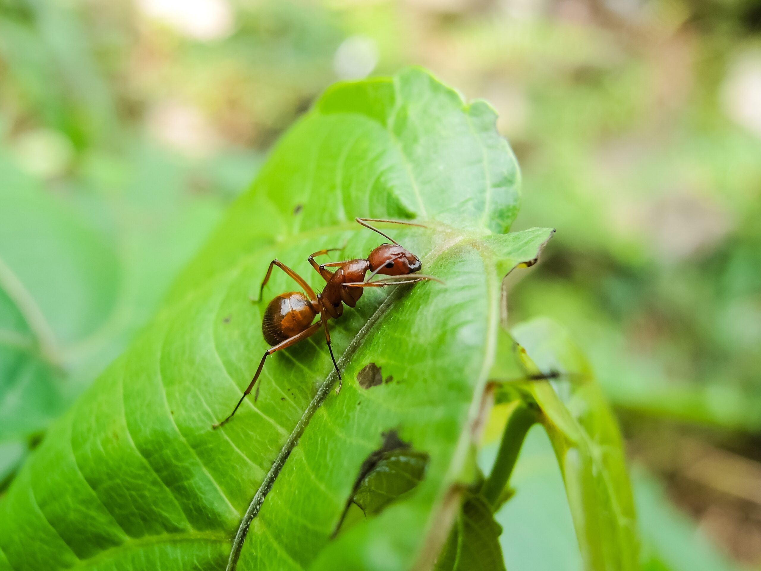 5,000 Ants in Test Tubes: Teens Busted in Kenya