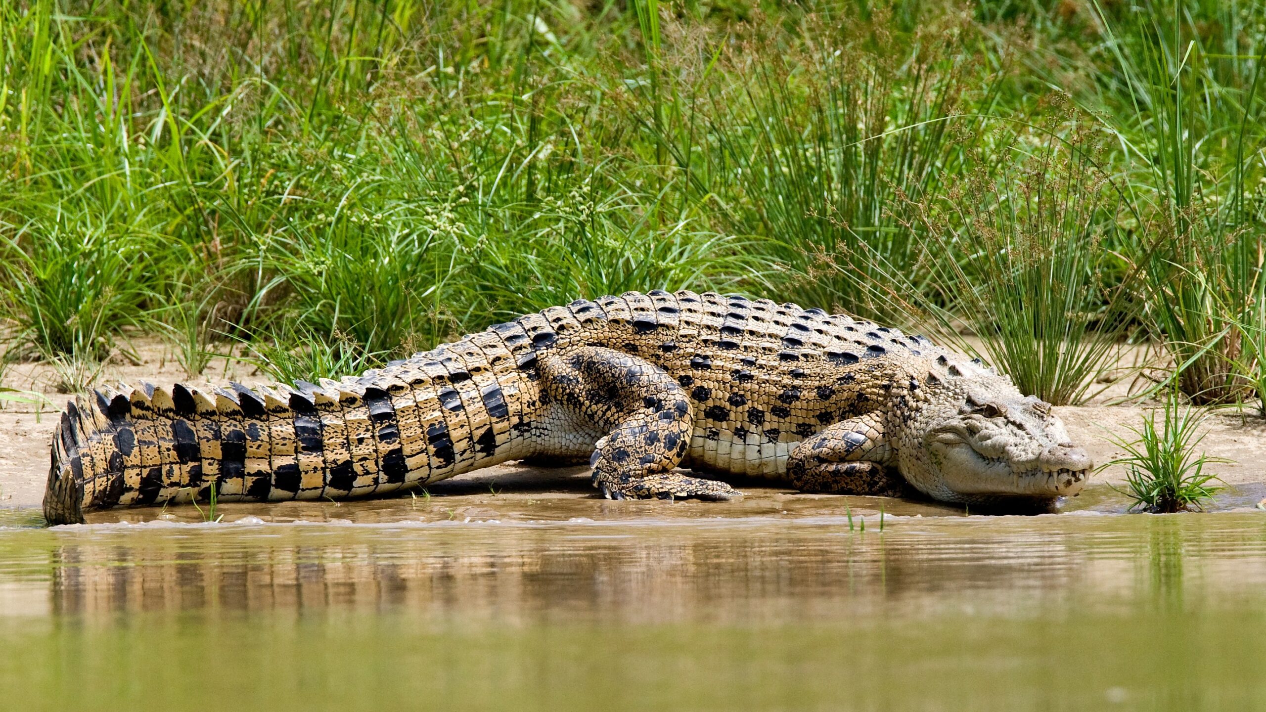 Search for Missing Man Ends With Disturbing Crocodile Discovery