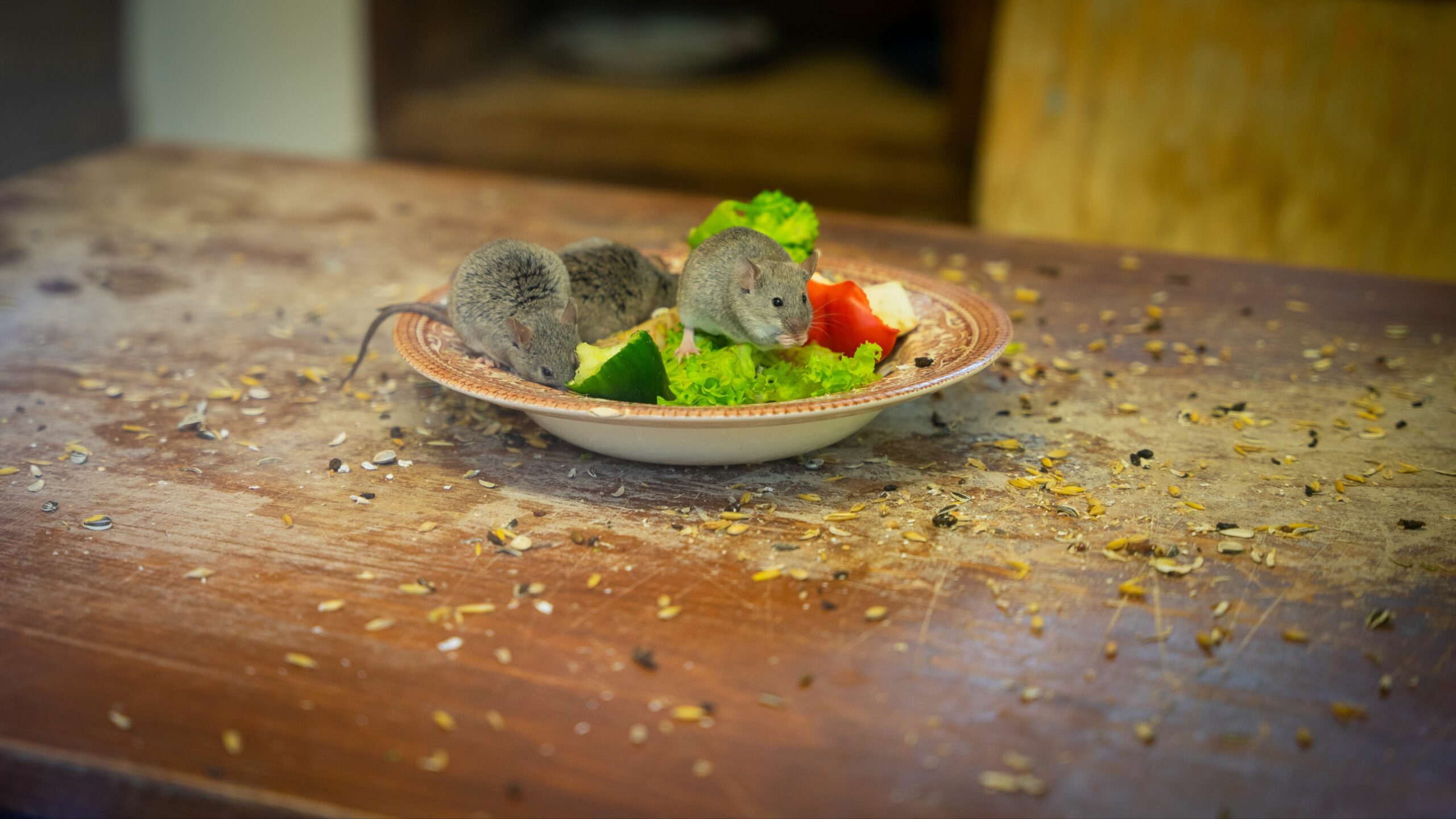 ‘Absolutely Revolting’: Pregnant Diner Alleges Rat Found in Salad