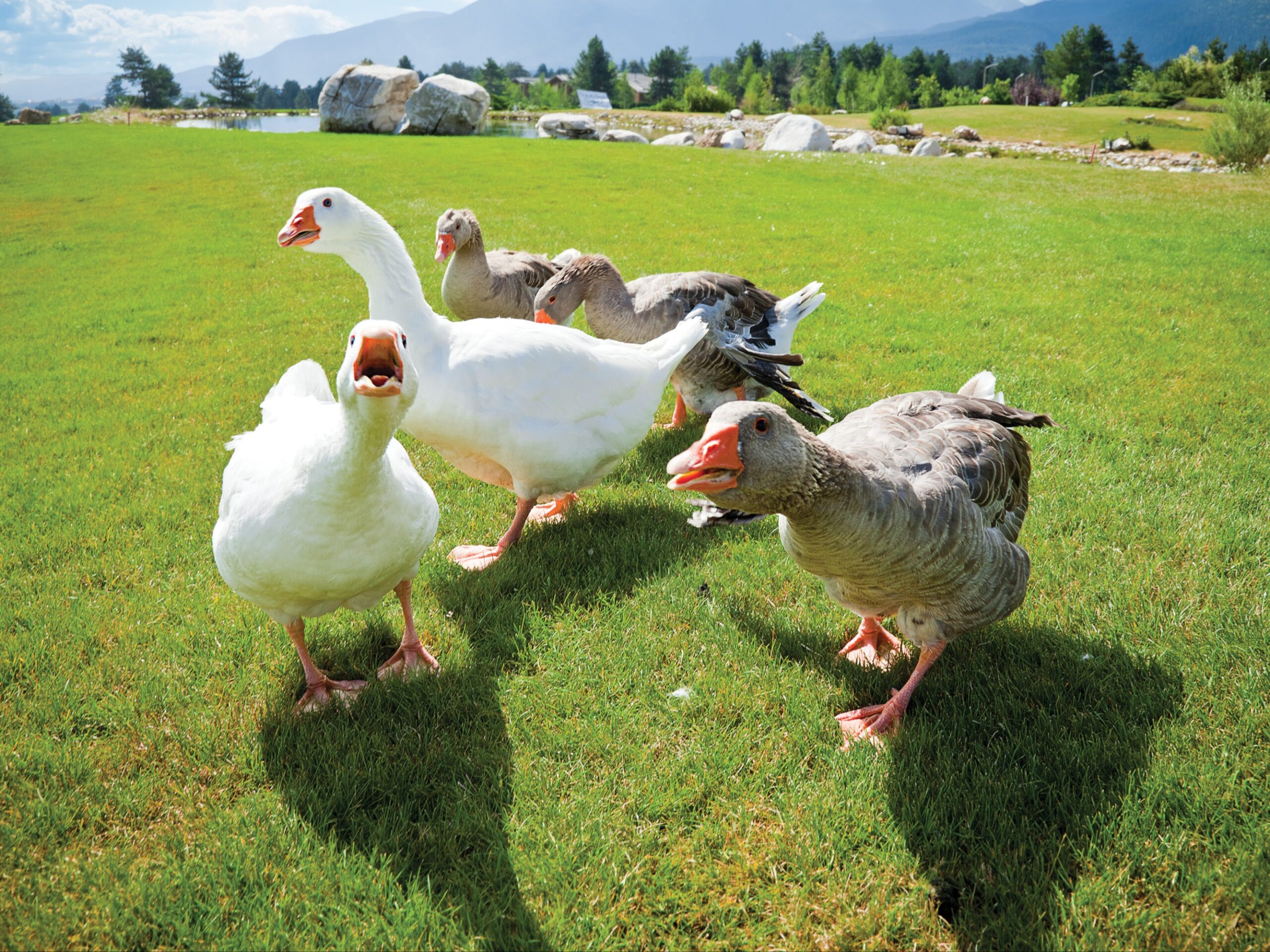 Texas Woman Hospitalized After Sudden Geese Attack