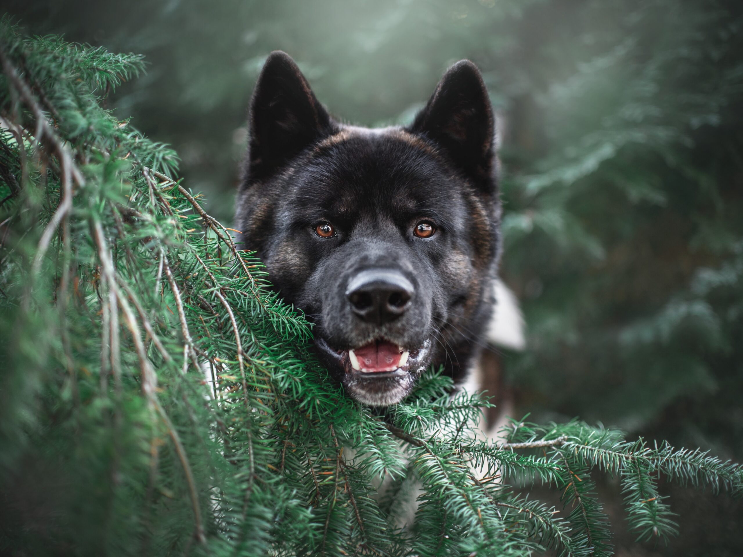 Stray Dog Turned Violent in a Tragic Yard Encounter